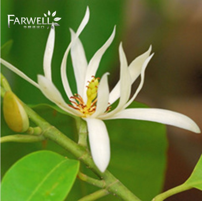 Michelia Oil 