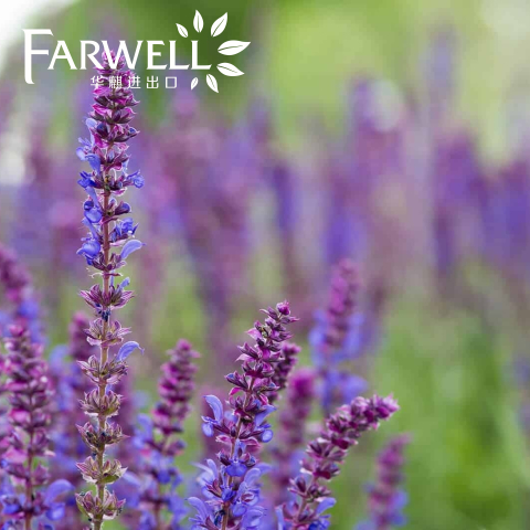 Clary Sage Oil