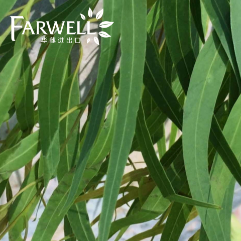 1,8 Cineole/Eucalyptol