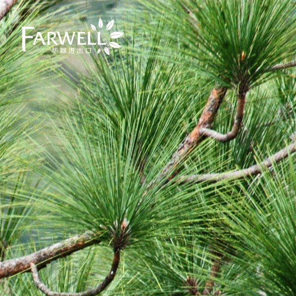 Pine Oil 85%
